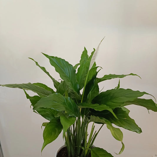 Peace Lily Assorted (Spathiphyllum cv.)