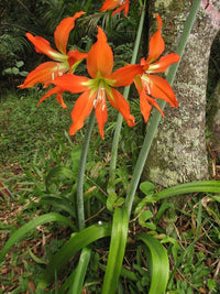 Barbados Lily (Hippeastrum equestre) - Ladybird Nursery