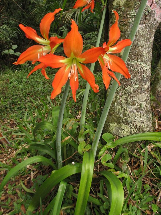 Barbados Lily (Hippeastrum equestre) - Ladybird Nursery