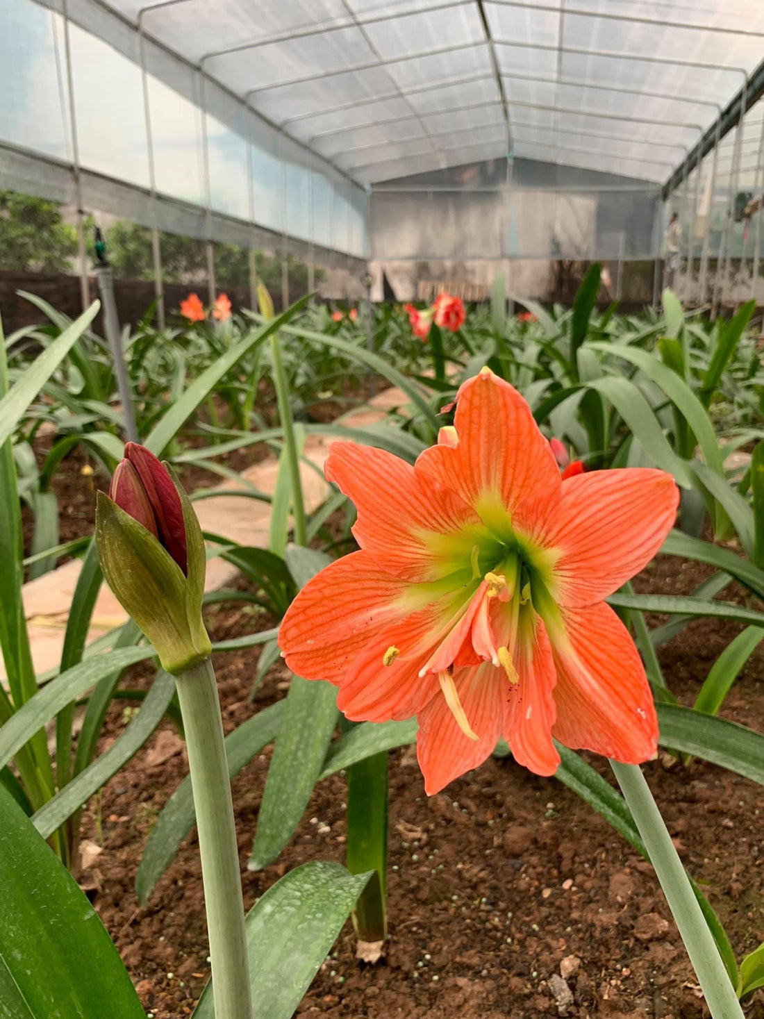 Barbados Lily (Hippeastrum equestre) - Ladybird Nursery