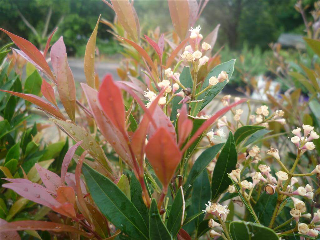 Lilly Pilly Minor (Acmena smithii)