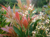 Lilly Pilly Minor (Acmena smithii)