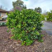 Dwarf Lime Sweet (QLD Only)