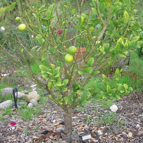Lime West Indian (Key Lime) (QLD Only) - Ladybird Nursery