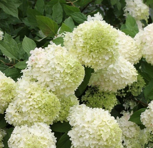 Hydrangea Tea Time™ Vanilla Sky - Ladybird Nursery