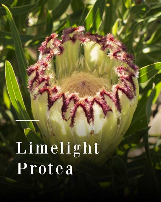 Protea Limelight (Protea)
