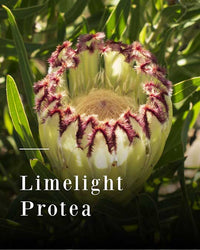 Protea Limelight (Protea)