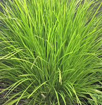 Lomandra Lime Tuff - Ladybird Nursery