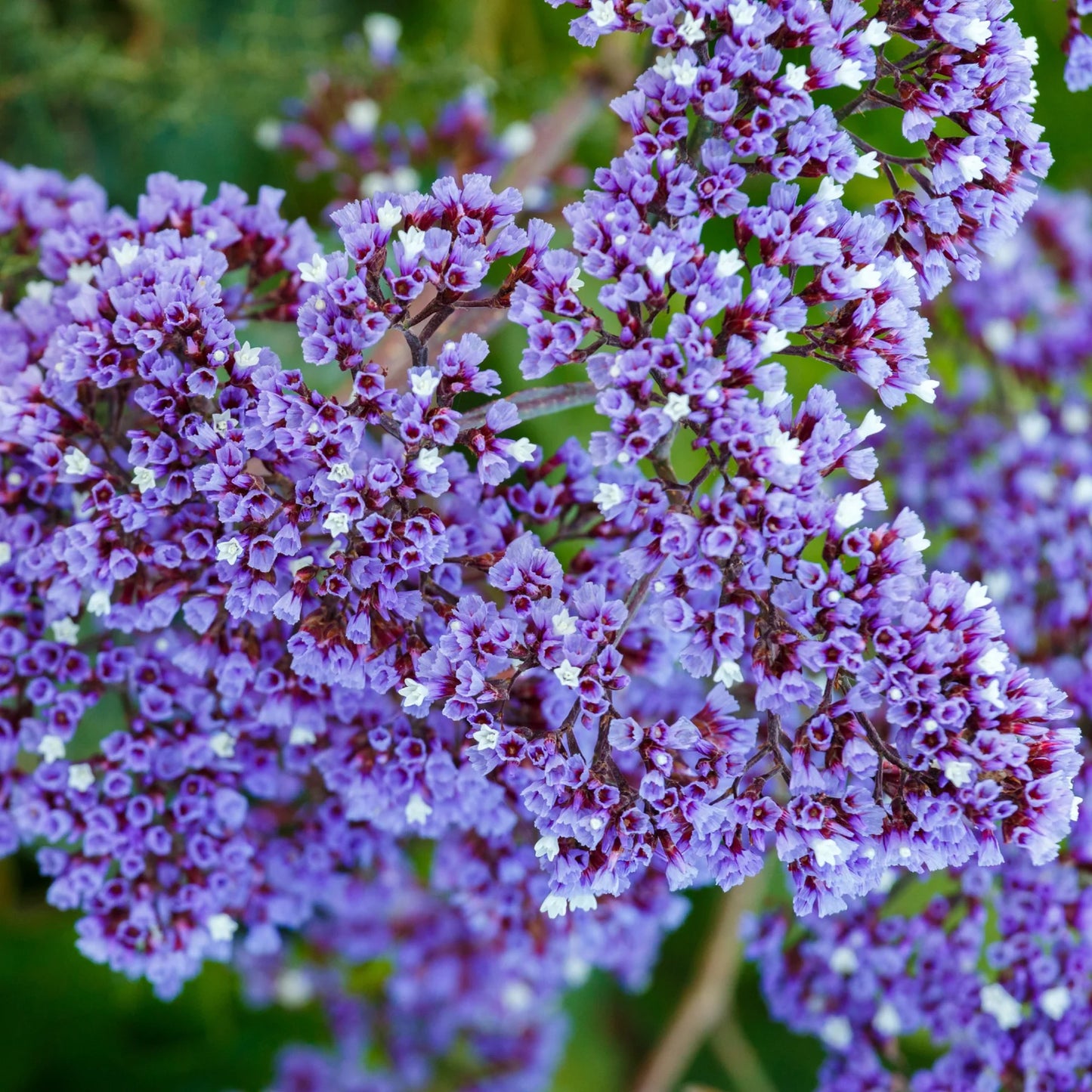 Sea Lavender Statice - Blue (Limonium perezii)