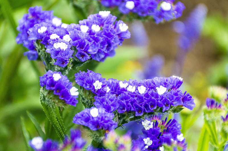 Sea Lavender Statice (Limonium perezii)