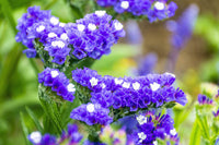 Sea Lavender Statice (Limonium perezii)