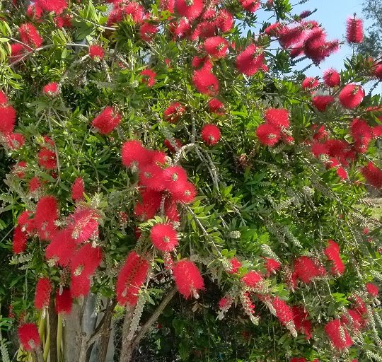 Wallum Bottlebrush (Melaleuca pachyphylla) - Ladybird Nursery