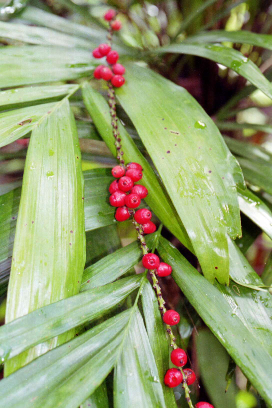 Walking Stick Palm (Linospadix monostachya) - Ladybird Nursery