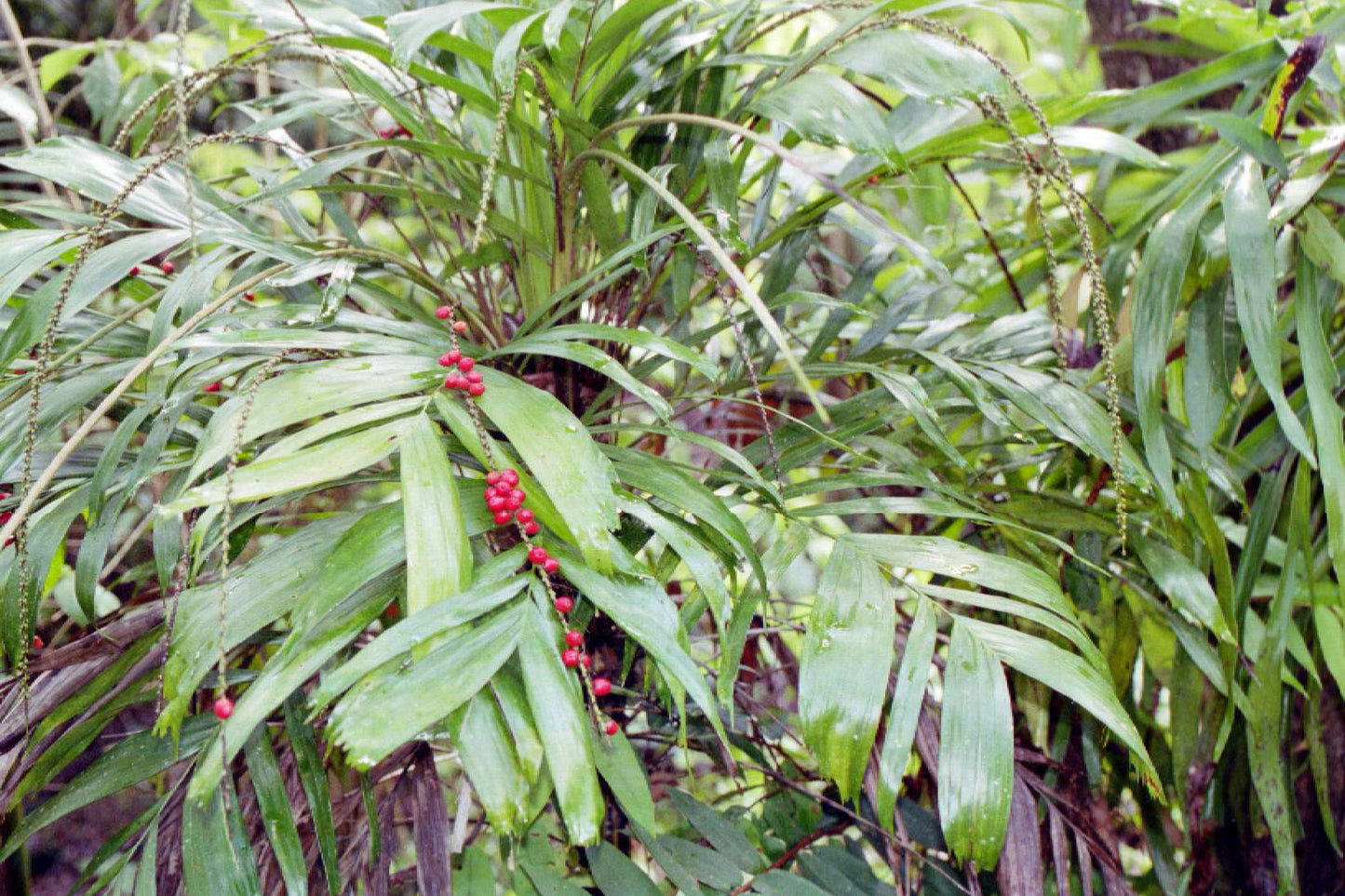 Walking Stick Palm (Linospadix monostachya)