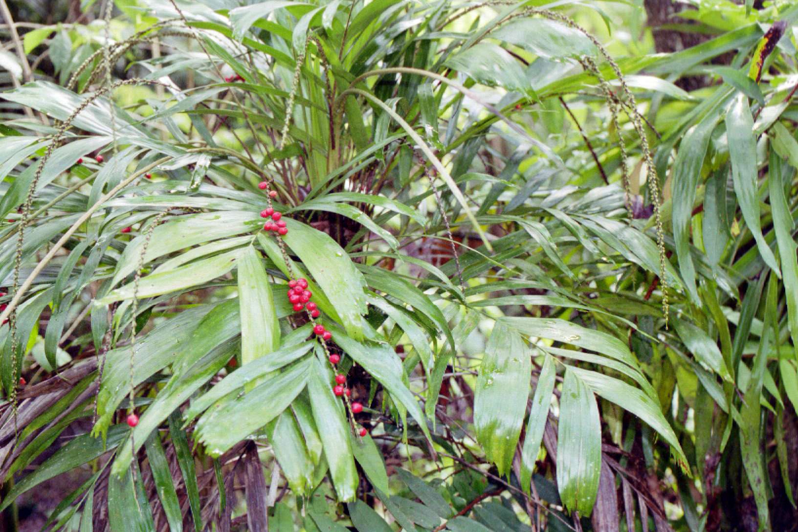 Walking Stick Palm (Linospadix monostachya)