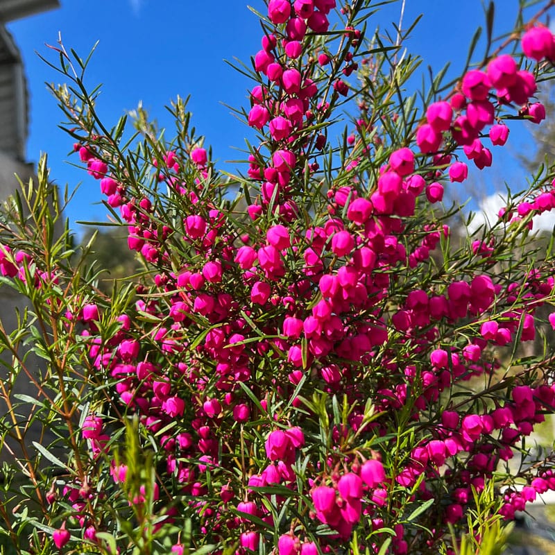 Boronia ‘Lipstick' (Boronia heterophylla) - Ladybird Nursery