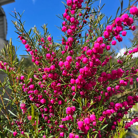 Boronia ‘Lipstick' (Boronia heterophylla) - Ladybird Nursery