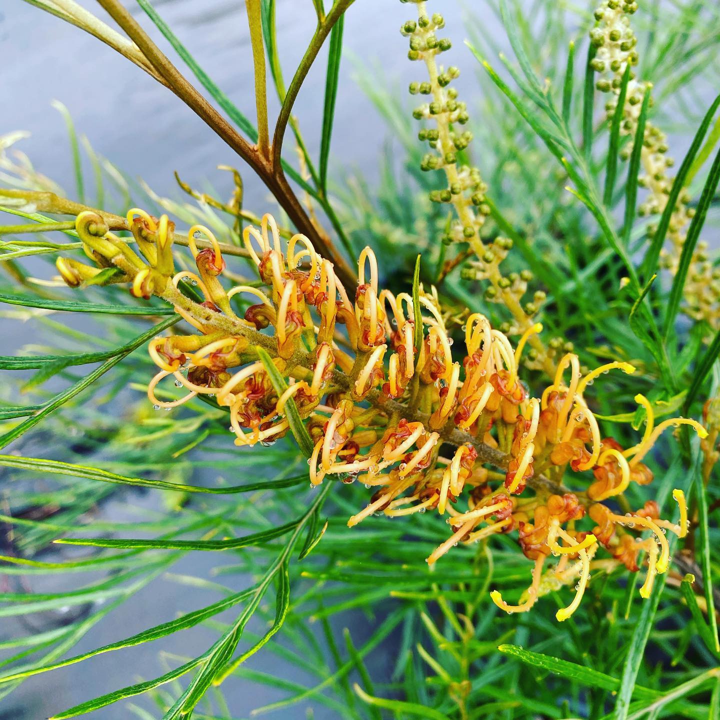 Grevillea Little Honey - Ladybird Nursery