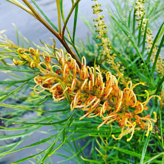 Grevillea Little Honey - Ladybird Nursery