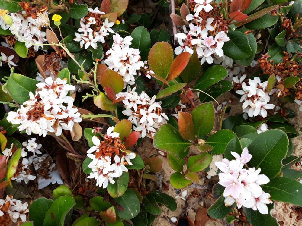Rhaphiolepis Little Bliss - Ladybird Nursery