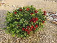 Callistemon Better John™ (Callistemon viminalis)