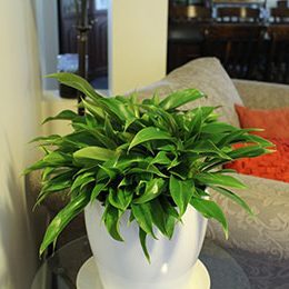 Philodendron Little Phil™