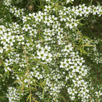 Dwarf Leptospermum Little Lemon Scents - Ladybird Nursery