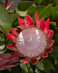 Protea 'Little Prince' - Ladybird Nursery