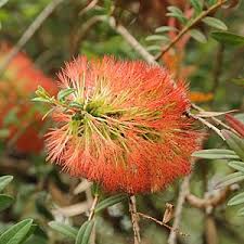 Melaleuca hypericifolia ‘Little Gem’ - Ladybird Nursery