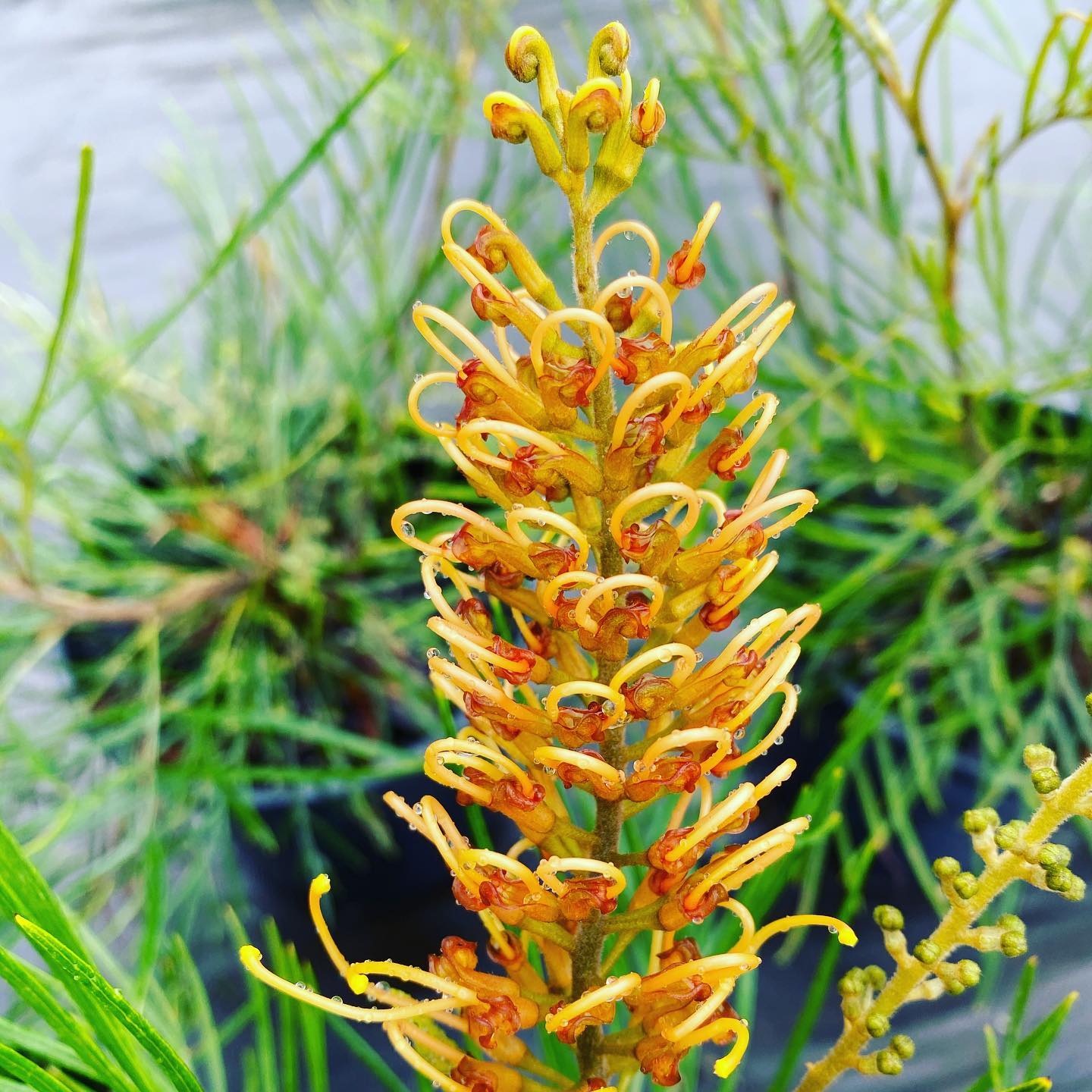 Grevillea Little Honey - Ladybird Nursery