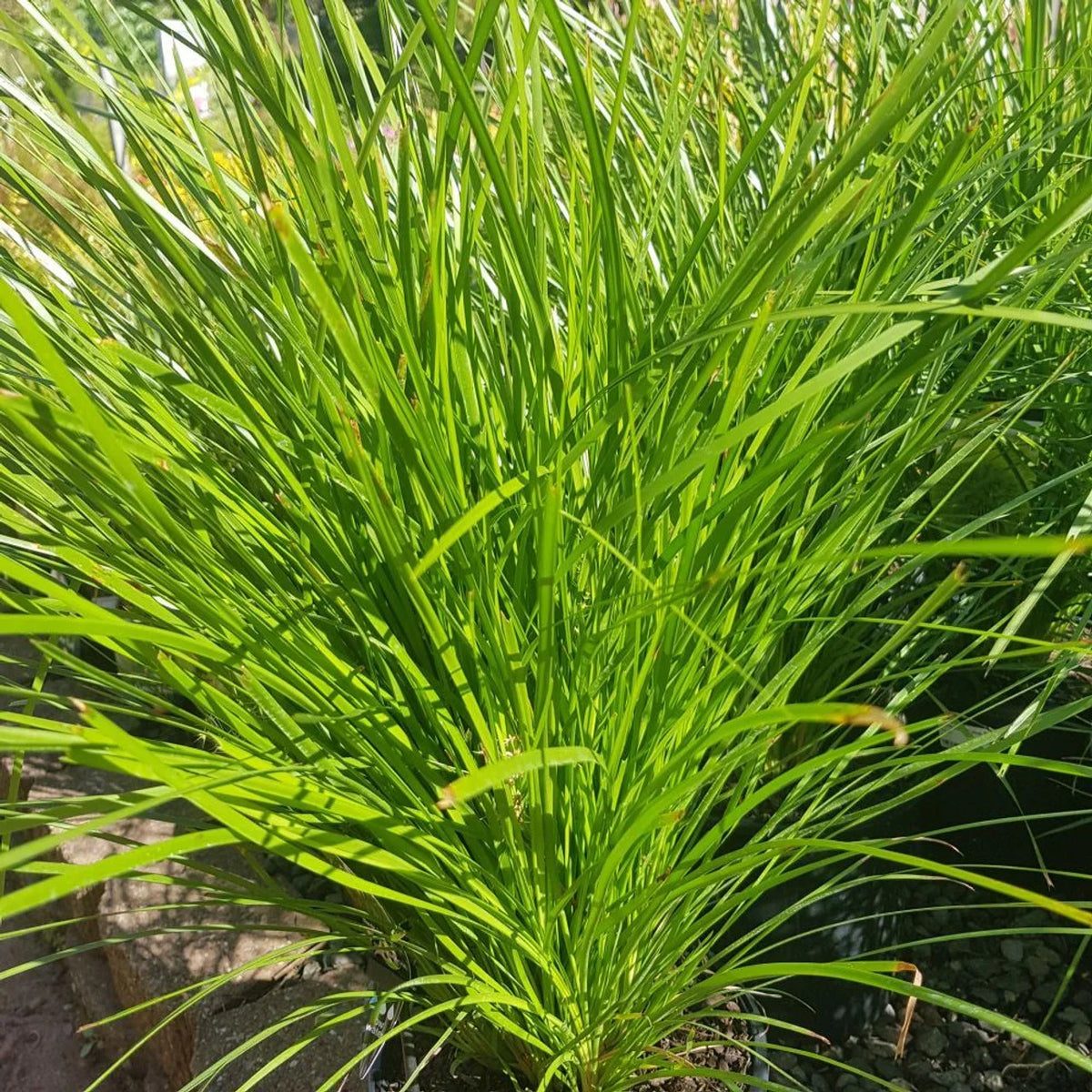 Lomandra Little Lime