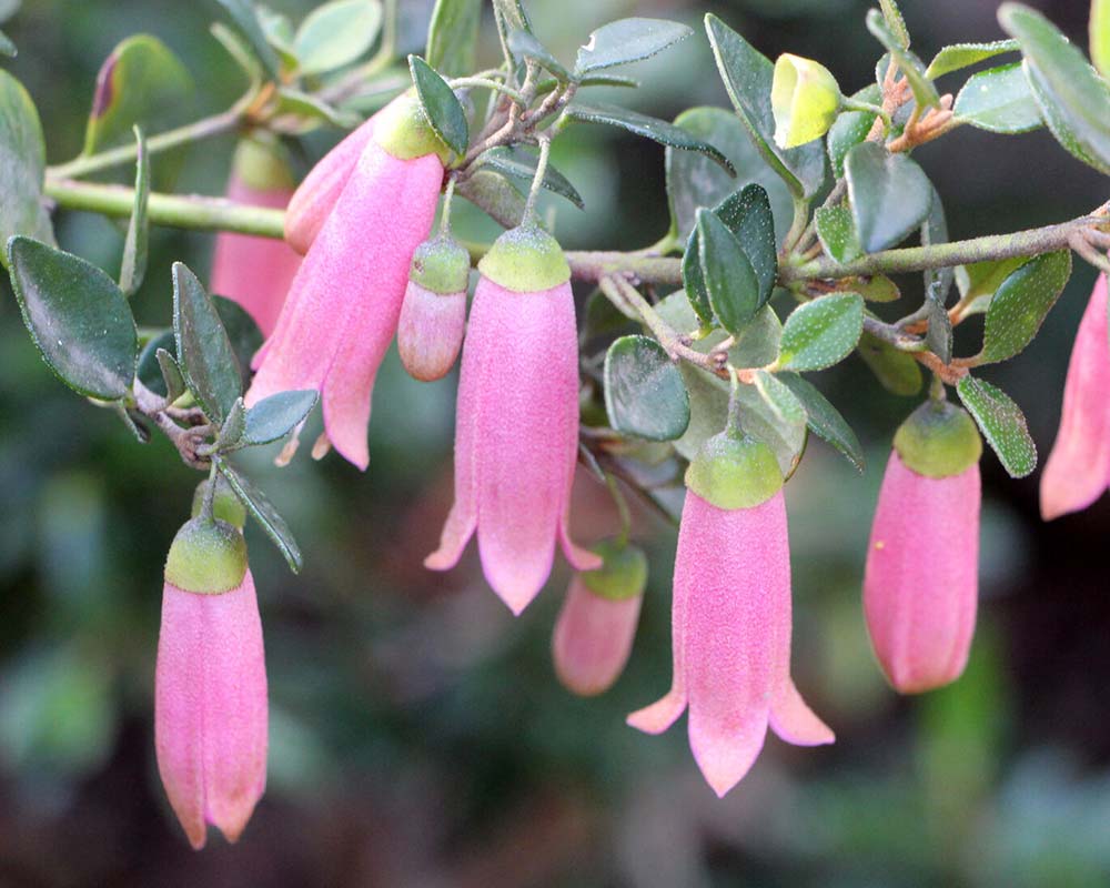 Correa 'Little Pink Belle' - Ladybird Nursery