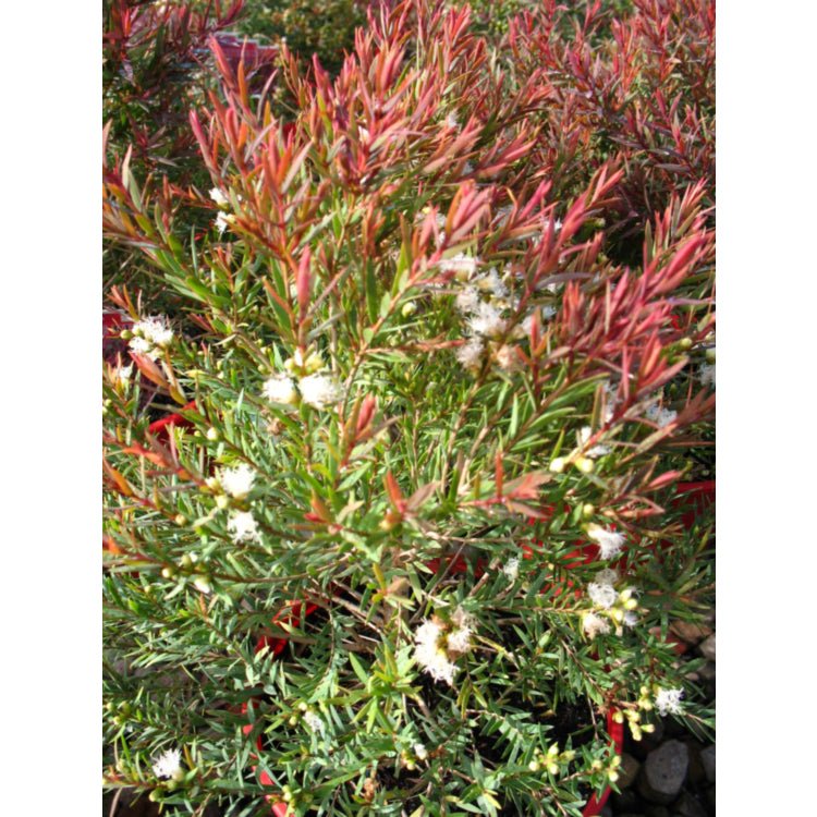 Little Red (Melaleuca linariifolia) - Ladybird Nursery