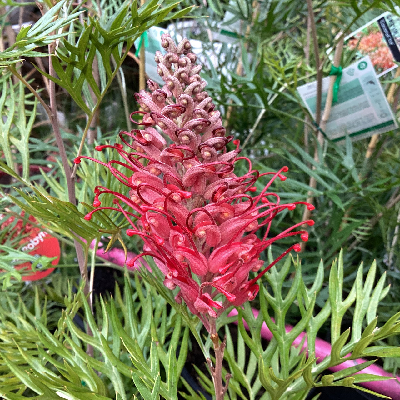 Grevillea Little Robyn
