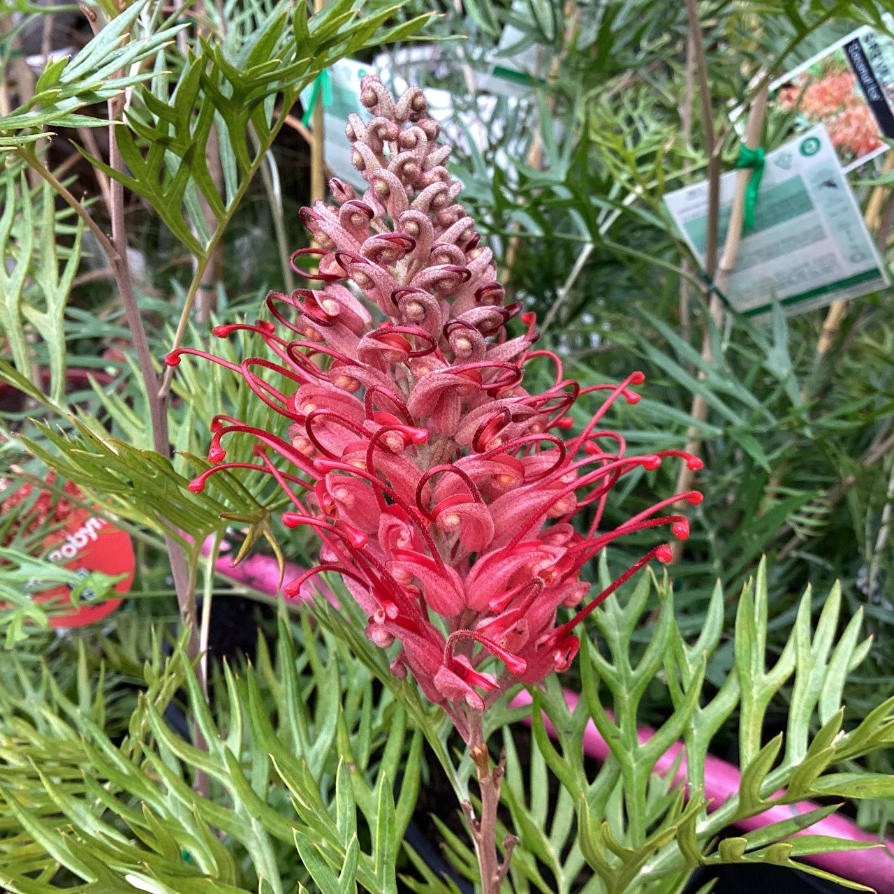 Grevillea 'Little Robyn' 140mm pot - Ladybird Nursery