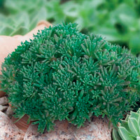 Stonecrop Lizard (Sedum rubens)