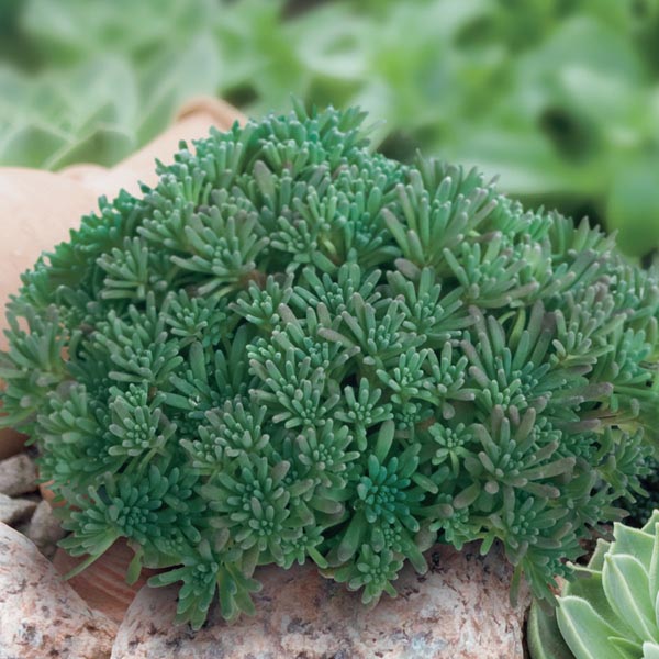 Stonecrop Lizard (Sedum rubens)