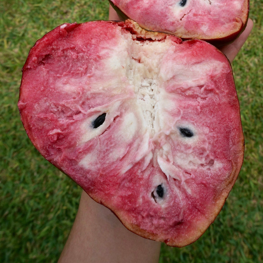Custard Apple 'Pink Ilama' - Ladybird Nursery