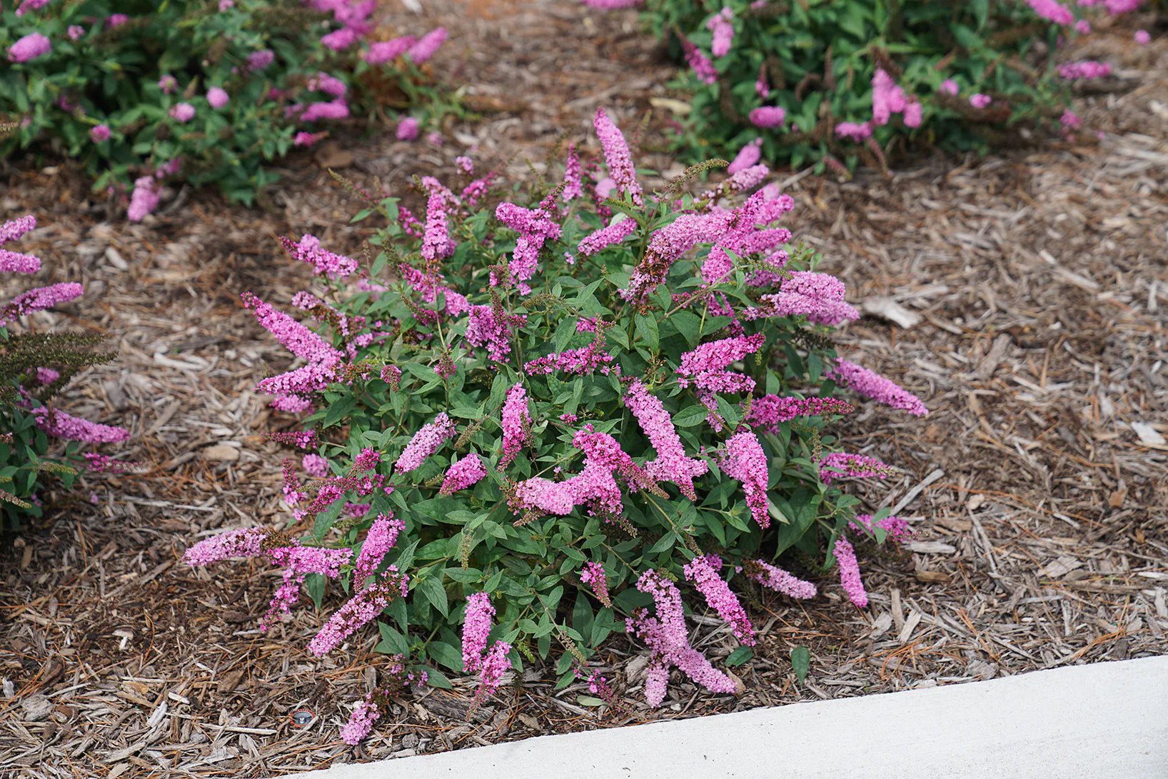 Butterfly Bush Lo & Behold ™ Pink Micro Chip (Buddleja Lo) - Ladybird Nursery