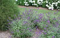 Butterfly Bush Lo &amp; Behold ™ Blue Chip (Buddleja Lo)