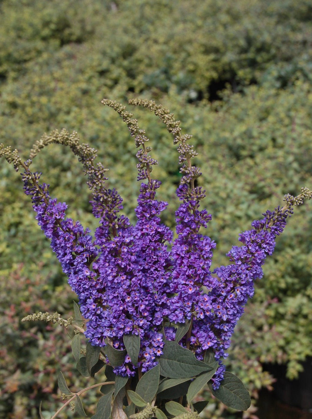 Butterfly Bush Lo & Behold ™ Blue Chip (Buddleja Lo) - Ladybird Nursery