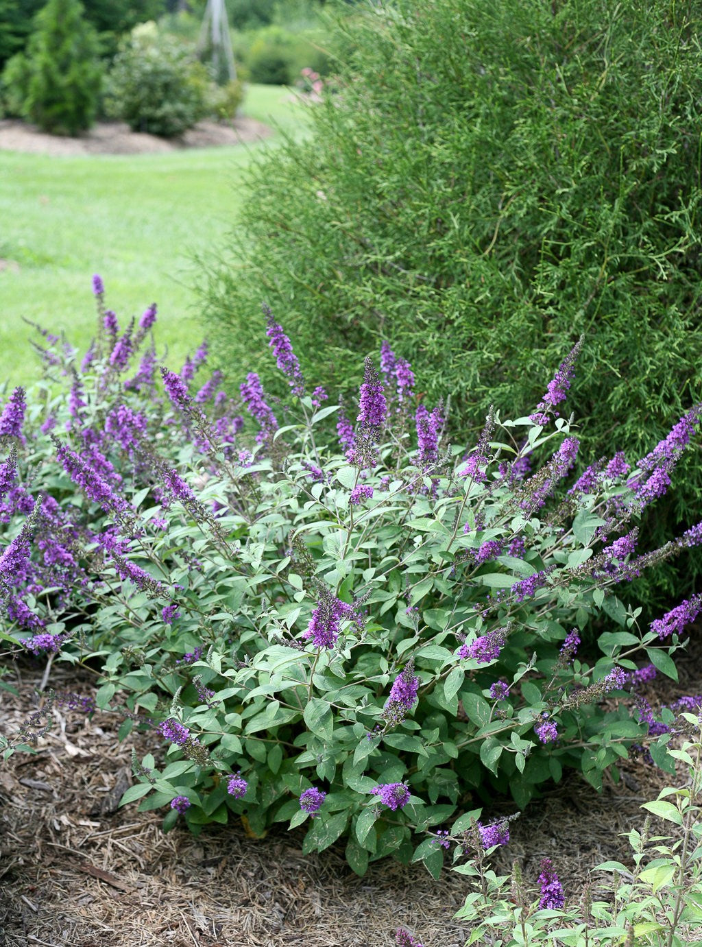 Butterfly Bush Lo &amp; Behold ™ Blue Chip (Buddleja Lo)