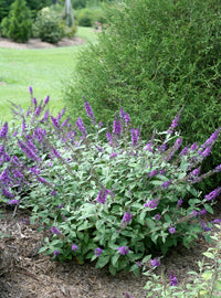 Butterfly Bush Lo &amp; Behold ™ Blue Chip (Buddleja Lo)