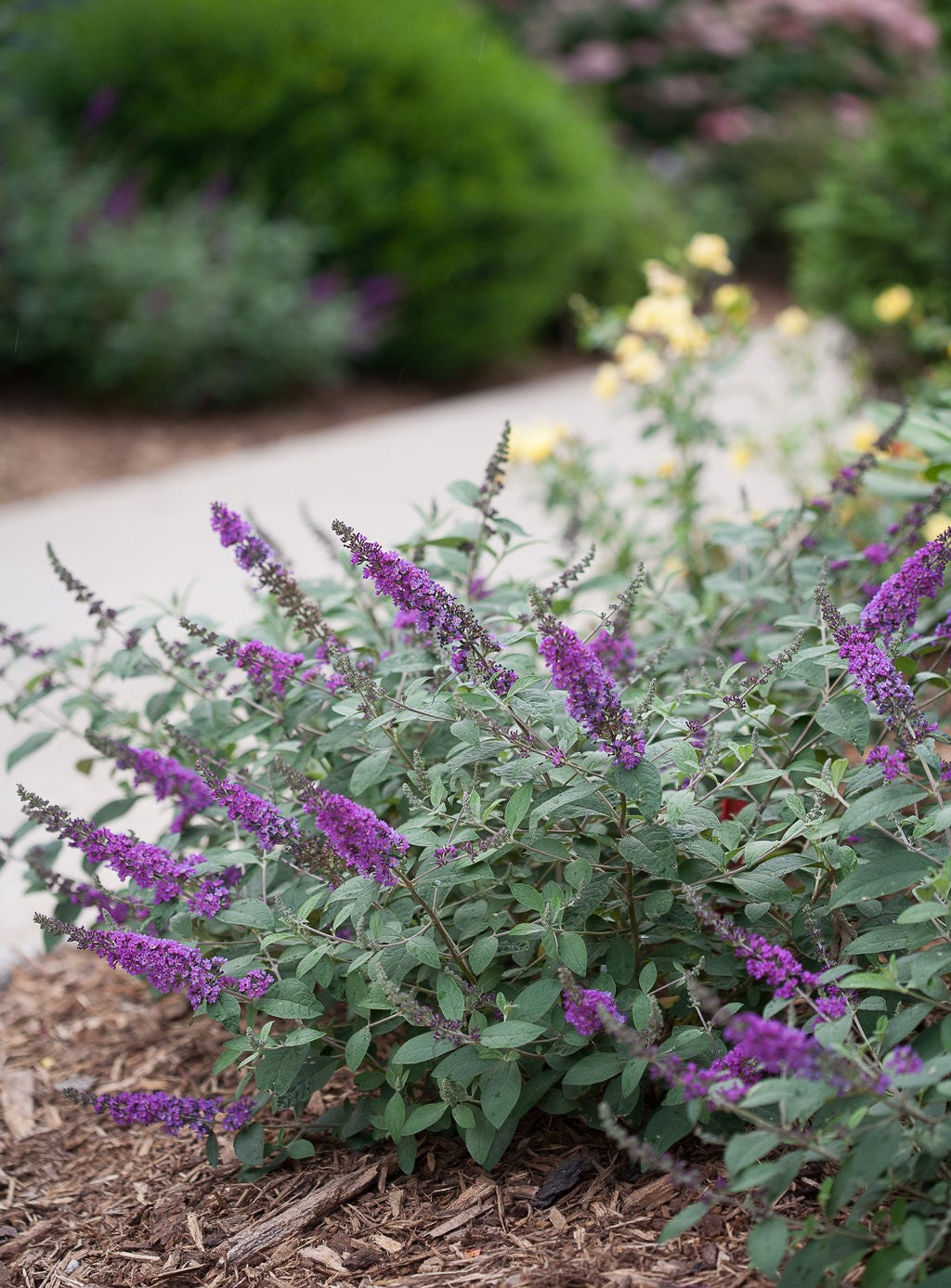 Butterfly Bush Lo &amp; Behold ™ Blue Chip (Buddleja Lo)