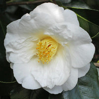 Camellia 'Lovelight' - Large - Ladybird Nursery