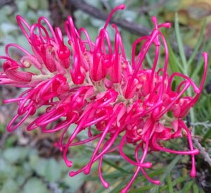Grevillea Showtime - Ladybird Nursery