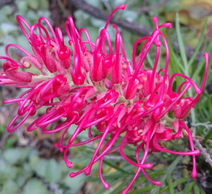 Grevillea Showtime