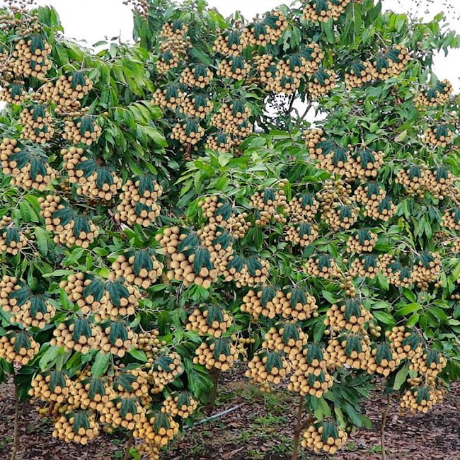 Longan Biew Kiew - Ladybird Nursery