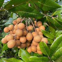 Longan Biew Kiew