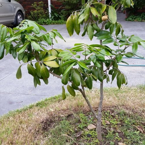Longan Chompoo - Ladybird Nursery